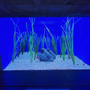 Aquarium du Quebec - Pavillon des profondeurs, Green Pipefish, Fire Shrimp, Hermit Crab