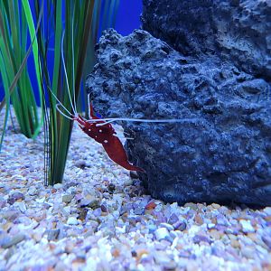 Aquarium du Quebec - Pavillon des profondeurs, Fire Shrimp