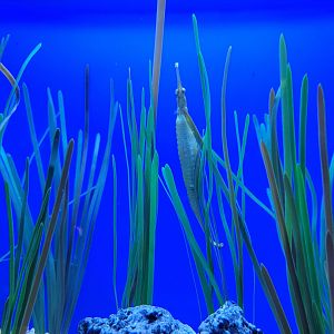Aquarium du Quebec - Pavillon des profondeurs, Green Pipefish blending in