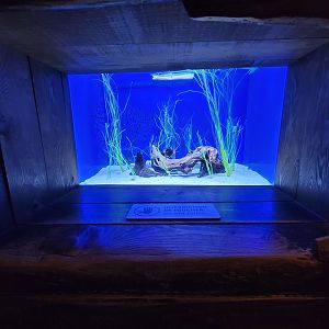 Aquarium du Quebec - Pavillon des profondeurs, Dwarf Seahorse and Broad-barred Goby