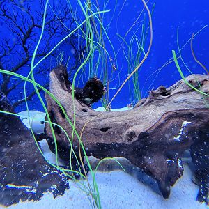 Aquarium du Quebec - Pavillon des profondeurs, Dwarf Seahorse tank