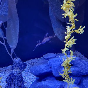 Aquarium du Quebec - Pavillon des profondeurs, Common Seadragon