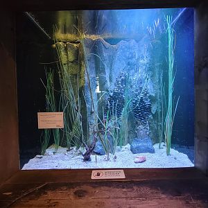 Aquarium du Quebec - Pavillon des profondeurs, Lined Seahorse, Hawaiian Cleaner Shrimp, Shrimpfish