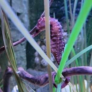 Aquarium du Quebec - Pavillon des profondeurs, Lined Seahorse