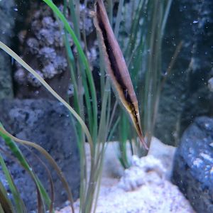 Aquarium du Quebec - Pavillon des profondeurs, Shrimpfish