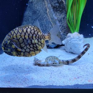 Aquarium du Quebec - Pavillon des profondeurs, Japanese Pinecone Fish and Potbelly Seahorse