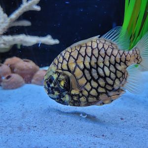 Aquarium du Quebec - Pavillon des profondeurs, Japanese Pinecone Fish