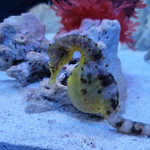 Aquarium du Quebec - Pavillon des profondeurs, Potbelly Seahorse