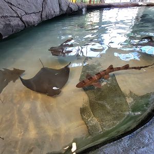 Aquarium du Quebec - Pavillon des profondeurs, Touch Tank