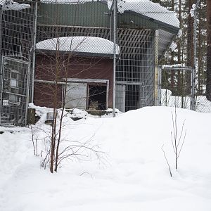 Snow leopard enclosure