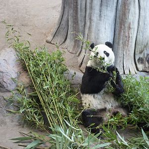 Giant panda