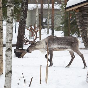 Reindeer