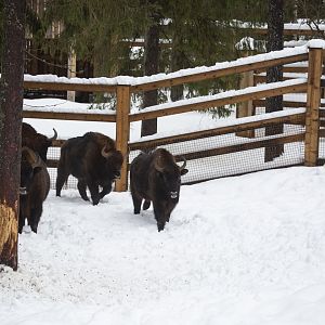 European bisons