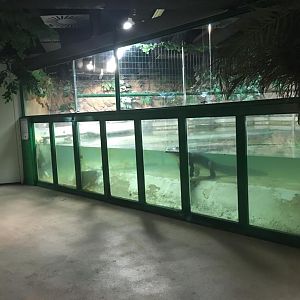 Crocodile enclosure