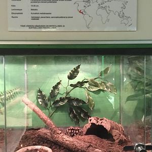 Tarantula enclosure