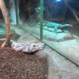 Monitor (Varanus) with really bad skin disease