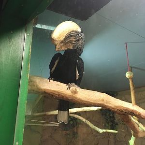Lonely hornbill