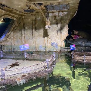 Enclosures for young sharks