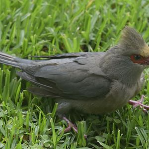 Red-faced Mousebird (Urocolius indicus)