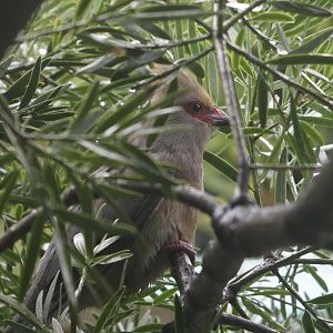 Red-faced Mousebird (Urocolius indicus)