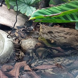 Military ground snake