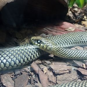 Patagonian Green racer
