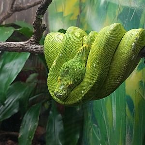 Green tree python