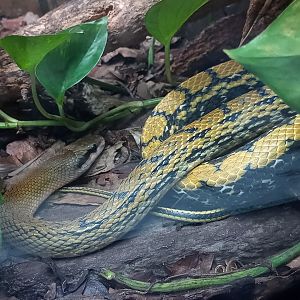 Beauty ratsnake