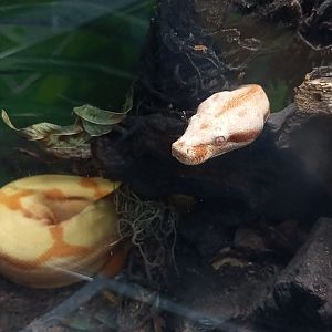 Northern boa ( boa imperator )