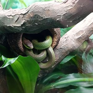 Lichtensteins Green racer