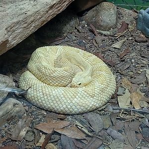 Tropical rattlesnake
