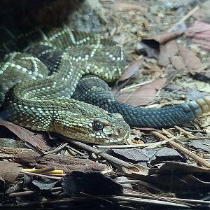 Tropical rattlesnake