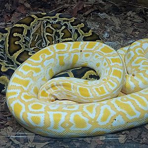 Burmese pythons