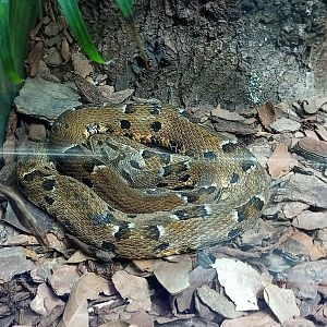 São Paulo lancehead ( bothrops pauloensis )