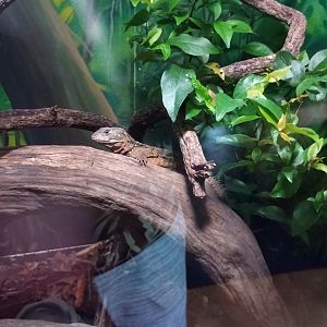 Spiny weapontail lizard