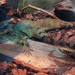 Chinese water dragon