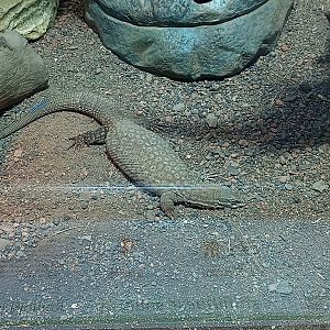 Spiny tailed monitor