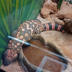 Gila monster