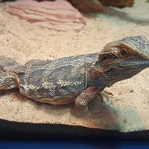 Central bearded dragon