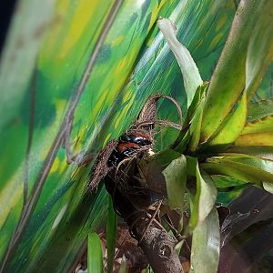 Splash backed Poison dart frog