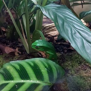 Burmeisters leaf frog