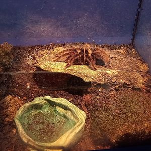 Giant Tawny red tarantula ( grammostola anthracina )