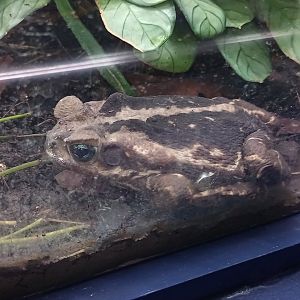 Yellow cururu toad