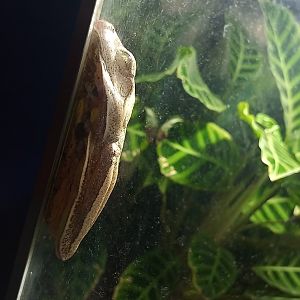 Blacksmith tree frog