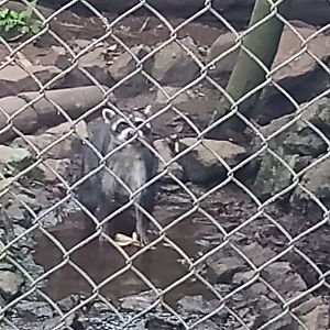 Crab eating raccoon