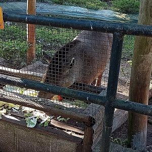 South American tapir