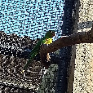 White eyed parakeet