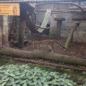Margay
