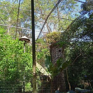 Large guarouba parakeet aviary