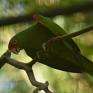 Red-spectacled Parrot Amazona pretrei